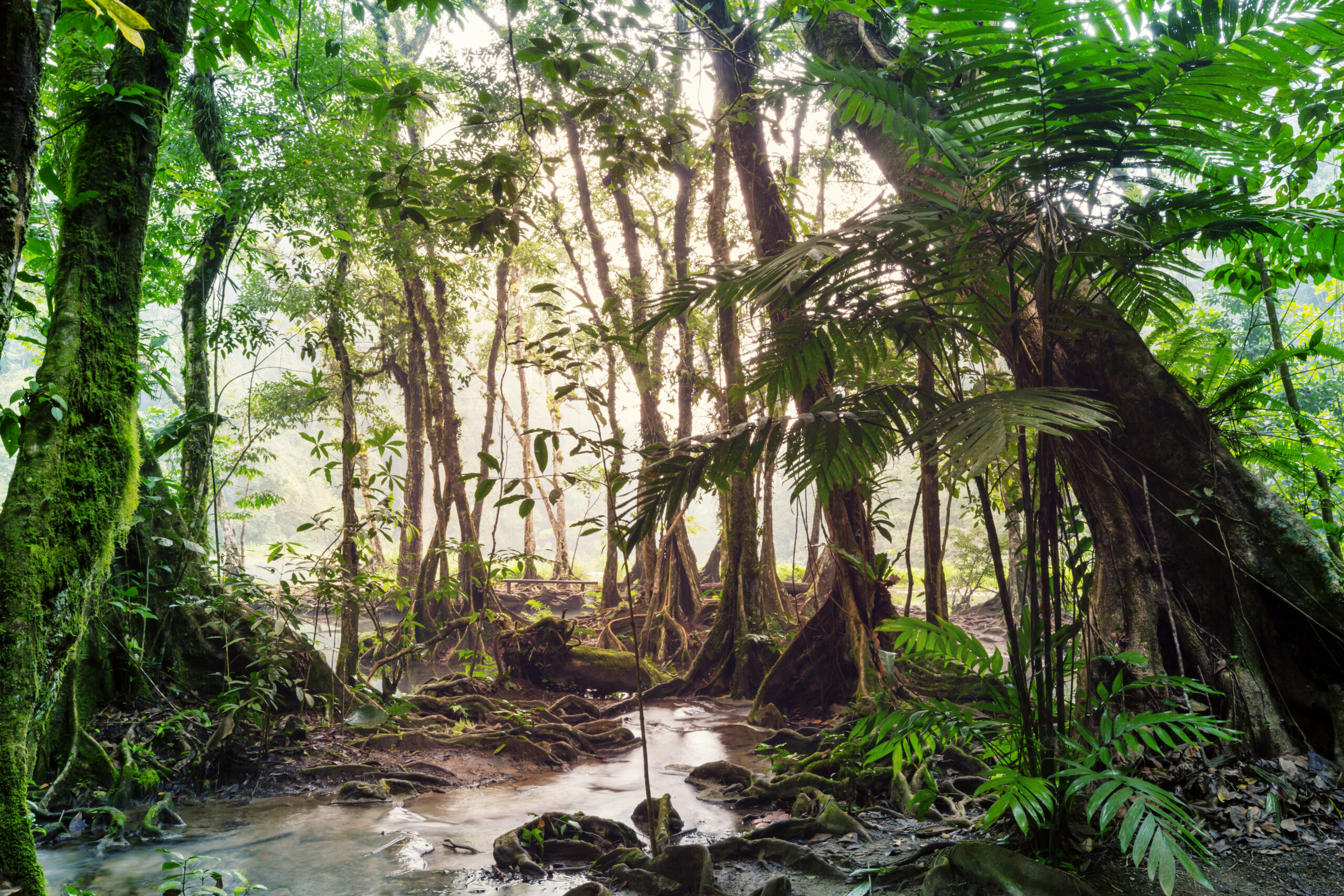 Tropical forests (1)
