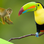 The Amazon Rainforest: History, Biodiversity & What Lies Ahead